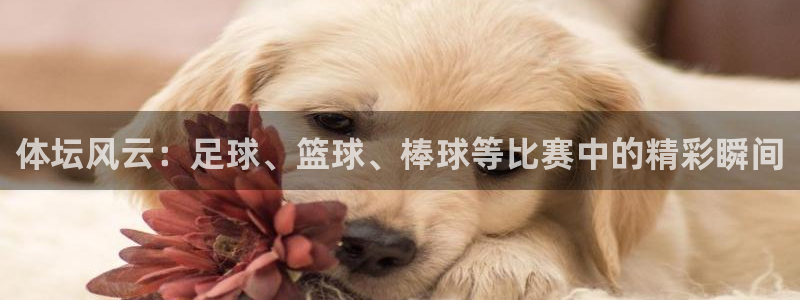 77体育官网：体坛风云：足球、篮球、棒球等比赛中的精彩瞬间