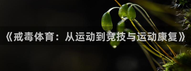 77体育app下载官网：《戒毒体育：从运动到竞技与运动康复》