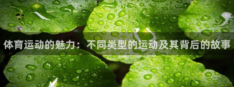 77体育官网：体育运动的魅力：不同类型的运动及其背后的故事